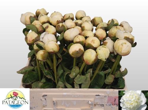 Paeonia Lactiflora Grp 'Bridal Shower'