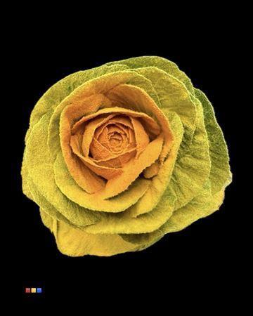 Brassica oleracea kleurbehandeld H%