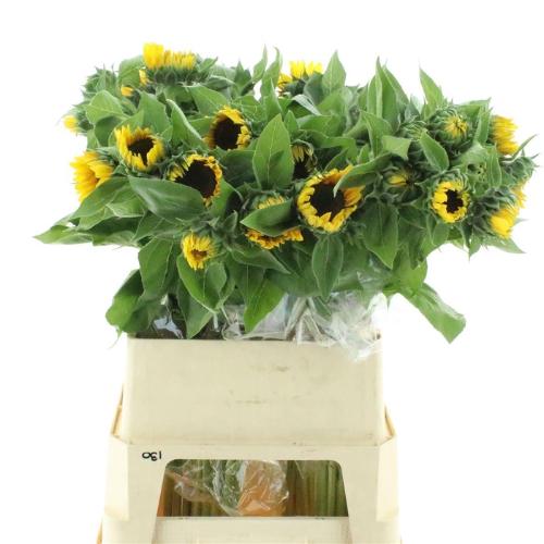 Helianthus annuus 'Vincent's Choice'