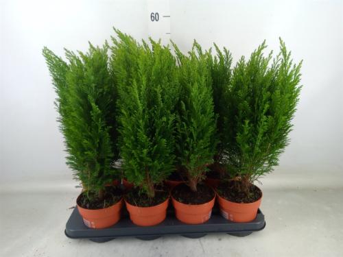 Chamaecyparis lawsoniana 'Ellwoodii'
