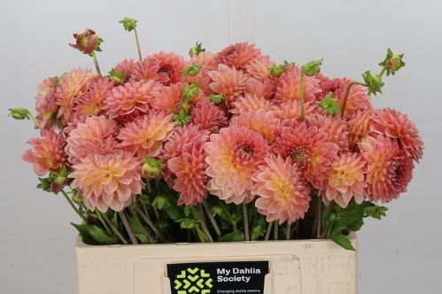 Dahlia (Decorative Grp) 'Hillcrest Suffusion'