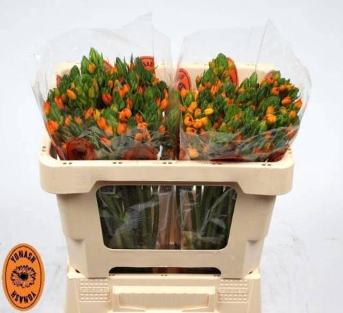 Ornithogalum dubium 'Sunshine'