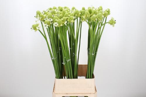 Ornithogalum saundersiae