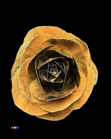 Brassica oleracea kleurbehandeld H%