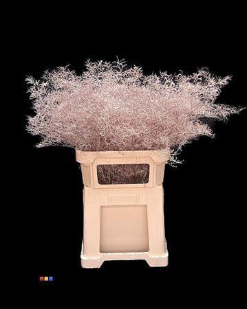 Limonium overig kleurbehandeld H%