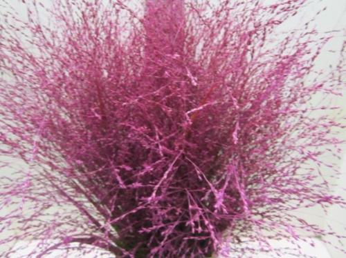 Siergras kleurbehandeld H%