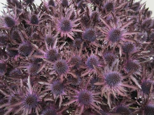 Eryngium planum kleurbehandeld H%