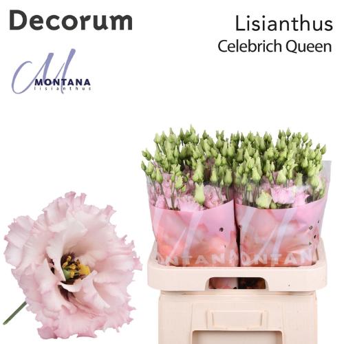 Eustoma russellianum gevuldbloemig  'Celebrich Queen'