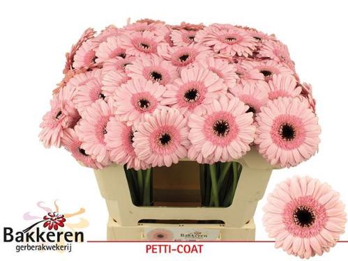 Gerbera mini 'Petticoat'
