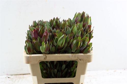 Leucadendron 'Safari Sunset'