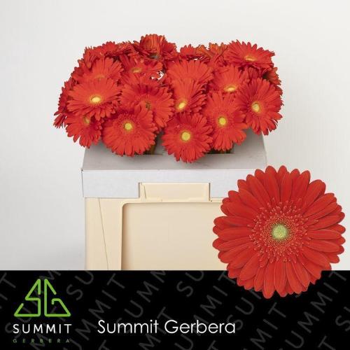 Gerbera grootbloemig 'Red Explosion'