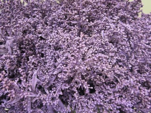 Solidago kleurbehandeld H%