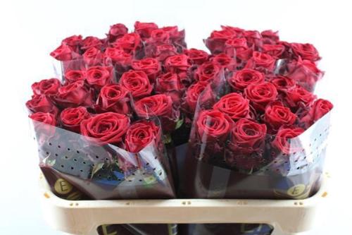 Rosa grootbloemig Red Naomi!