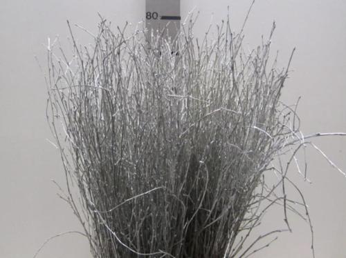 Betula kleurbehandeld H%