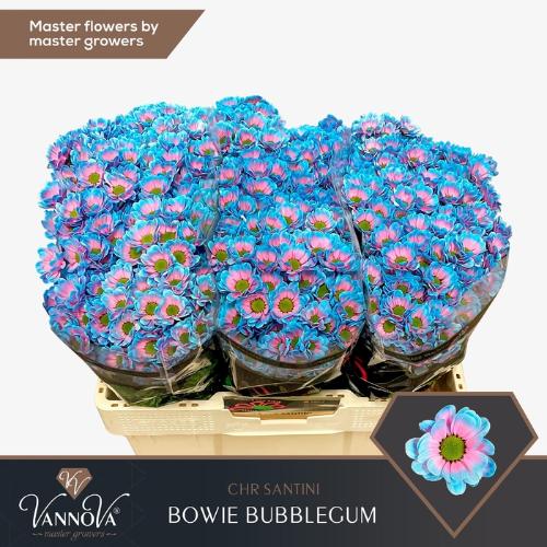 Chrysanthemum (Indicum Grp) tros santini  AAA Bowie kleurbehandeld H%