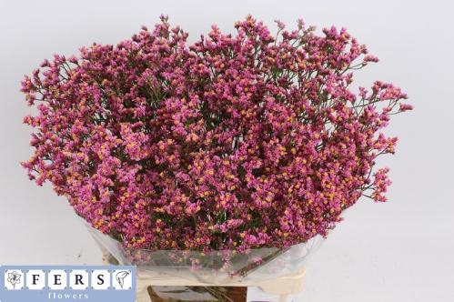 Limonium sinensis Princess Diamond