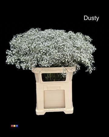 Gypsophila overig kleurbehandeld H%
