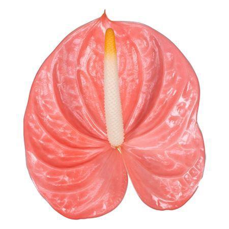 Anthurium (Andreanum Grp) Farao