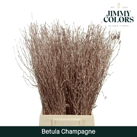 Betula kleurbehandeld H%