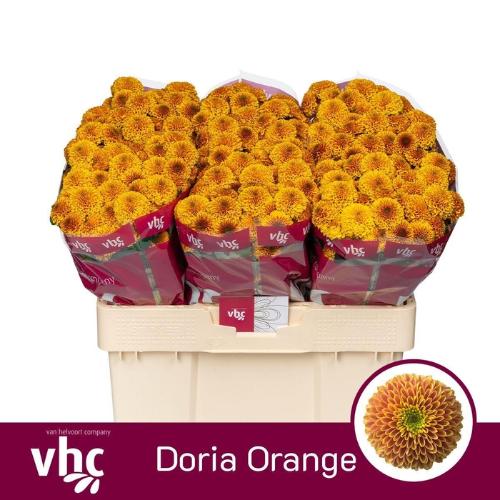 Chrysanthemum Indicum Grp tros santini Aaa Doria Orange