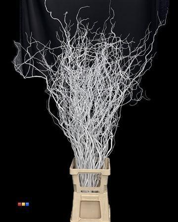 Salix kleurbehandeld H%