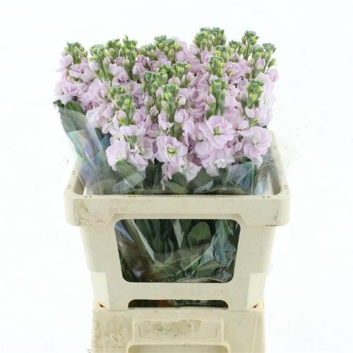 Matthiola incana 'Iron Cherry Blossom'