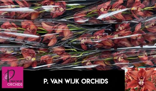 Cymbidium grootbloemig per tak 'Princess Fredericka'