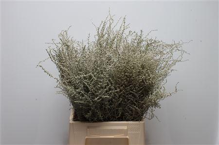 Stoebe plumosa