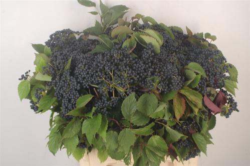 Viburnum per tak 'Dark Blue Hermania'