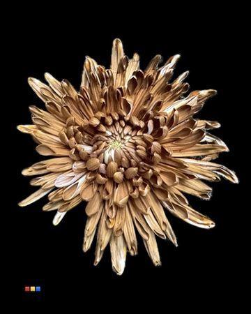 Chrysanthemum (Indicum Grp) geplozen Topspin kleurbehandeld H%