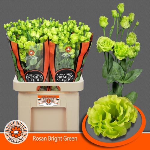 Eustoma russellianum gevuldbloemig 'Rosanne Bright Green'