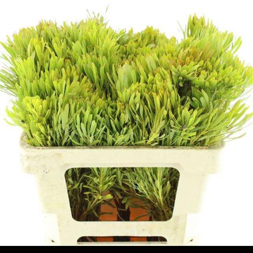 Leucadendron platyspermum