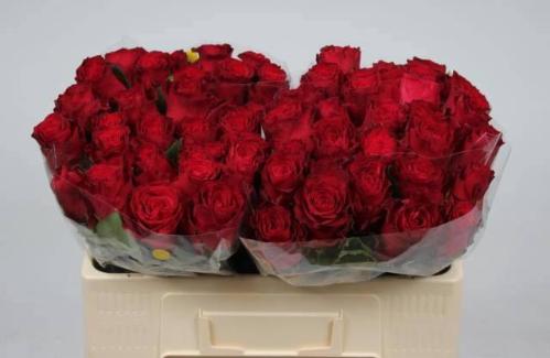 Rosa grootbloemig Rhodos