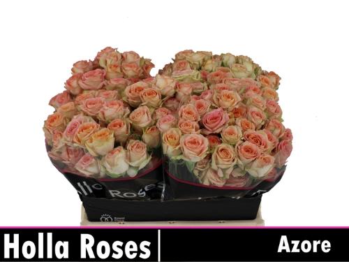 Rosa tros Azore