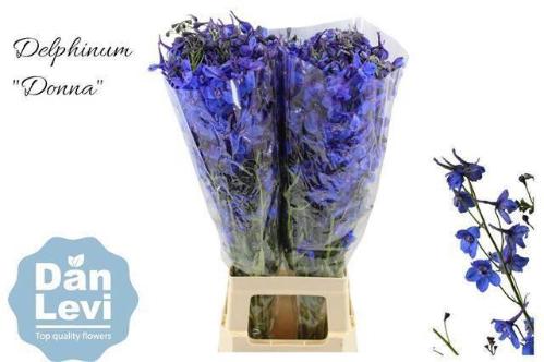 Delphinium Belladonna Grp enkelbloemig Donna
