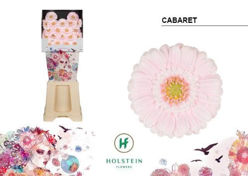 Gerbera mini Cabaret