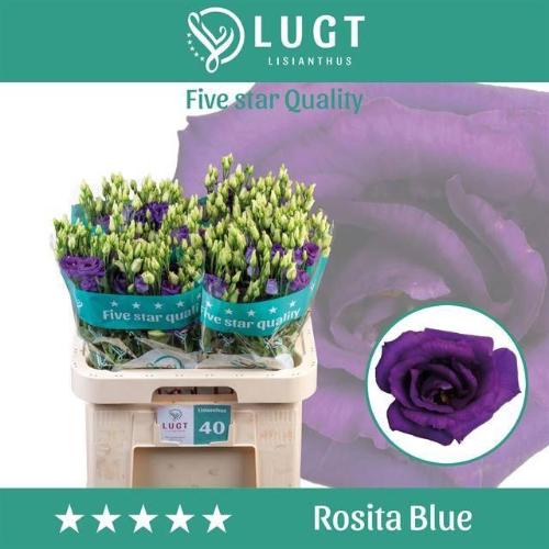 Eustoma russellianum gevuldbloemig 'Rosita Blue'