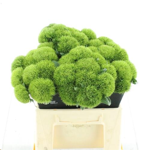 Dianthus barbatus Kiwi Mellow