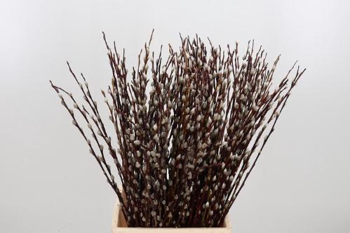 Salix Wilgenkatjes