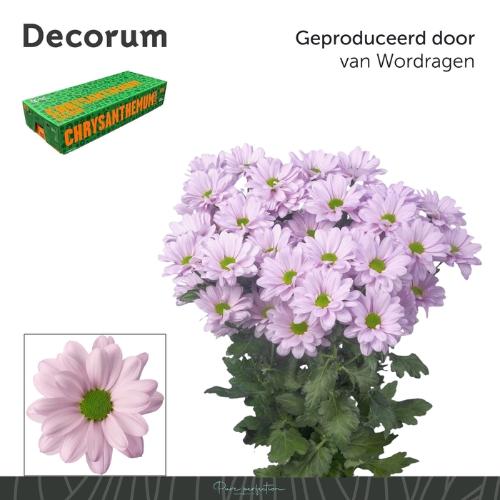 Chrysanthemum (Indicum Grp) tros Kennedy Rosy