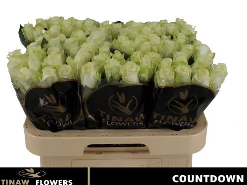 Rosa grootbloemig Countdown!