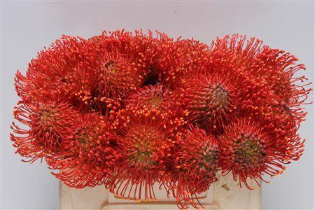 Leucospermum cordifolium 'Emily'