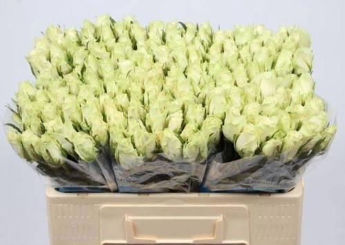 Rosa grootbloemig Athena