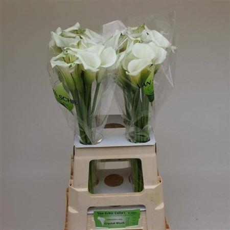 Zantedeschia 'Crystal Blush'