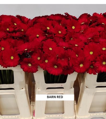 Gerbera mini kleurbehandeld H%