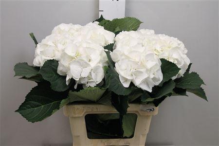 Hydrangea macrophylla 'Schneeball'