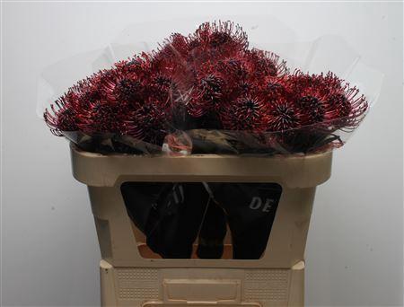 Leucospermum 'Naomi' kleurbehandeld H%