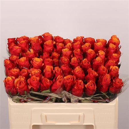 Rosa grootbloemig Espa