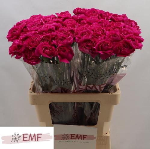 Dianthus standaard 'Purple Damascus'