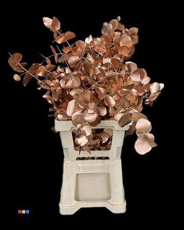 Eucalyptus cinerea kleurbehandeld per bos H%